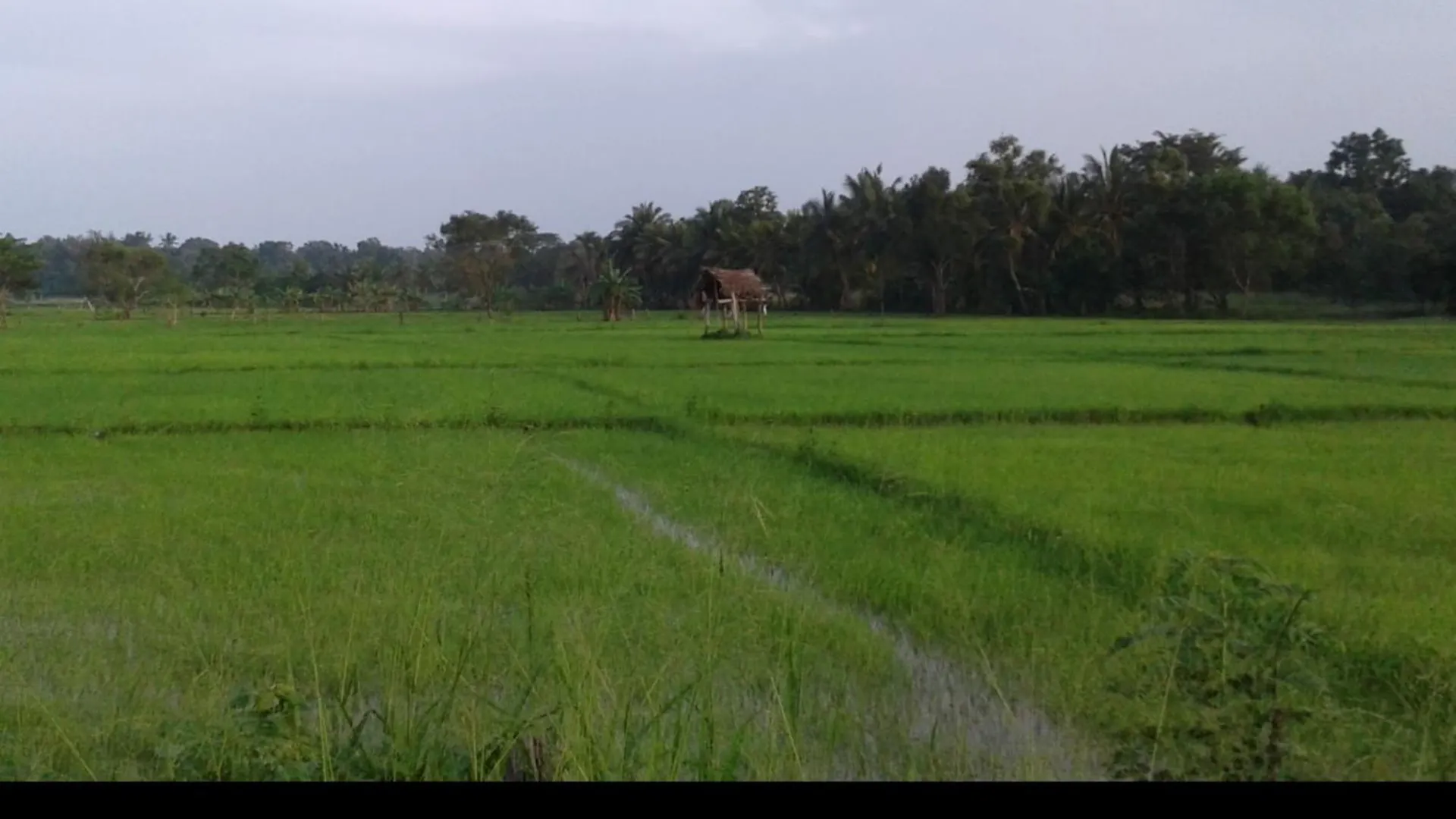 Hotel Sundari Eco Village Habarana
